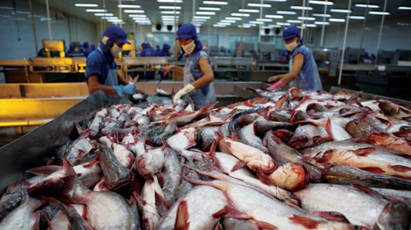 Tốc độ tăng trưởng xuất khẩu cá tra sang thị trường Trung Quốc đang dần "hạ nhiệt".