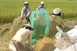 Ở Việt Nam nông dân sản xuất giỏi, nhưng "nhà buôn" lại tồi, các doanh nghiệp xuất khẩu thường xuyên bán rẻ công sức của nông dân?