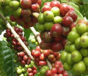 Tính cả 11 tháng, lượng cà phê đã xuất cảng đạt trên 853 ngàn tấn, giảm 21,4% so với cùng kỳ năm 2007. Tuy nhiên, doanh thu lại tăng 6,6%. Đến nay, tổng kim ngạch thu về đã đạt 1,77 tỷ USD.