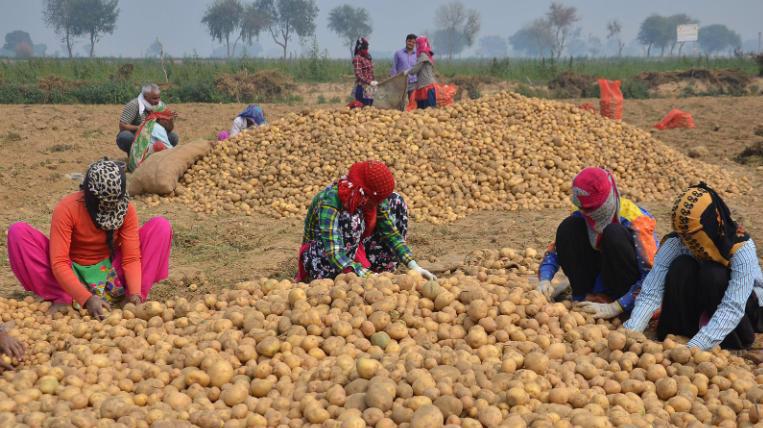 Những nông dân bị kiện không nằm trong số hàng nghìn nông dân được ủy quyền trồng giống khoai tây trên.
