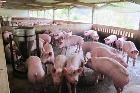 Chính phủ yêu cầu Bộ Công Thương, Bộ Ngoại giao đẩy nhanh các biện pháp đàm phán tìm thị 
trường xuất khẩu các sản phẩm chăn nuôi, nhất là sản phẩm của ngành chăn
 nuôi lợn.