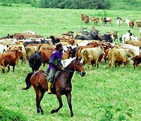 Trang trại nuôi bò tính bằng trăm, bằng ngàn hecta, người nuôi bò phải dùng ngựa để di chuyển.