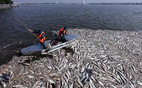 Số lượng cá hồ Tây chết hồi đầu tháng 10 vừa qua lên tới khoảng 200 tấn.<br>