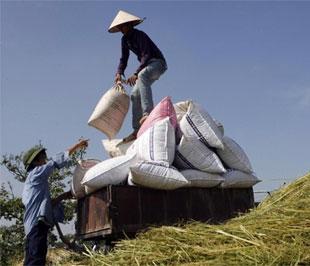 Nông nghiệp là một trong những lĩnh vực tại Việt Nam ít chịu ảnh hưởng từ khủng hoảng kinh tế thế giới - Ảnh: Reuters.