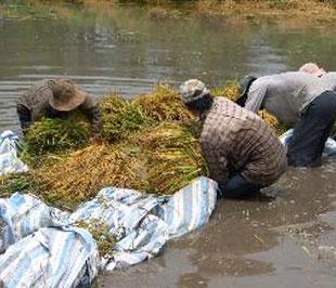 Lúa hè thu ở đồng bằng sông Cửu Long thu hoạch vào mùa mưa nên gây nhiều khó khăn cho nông dân.