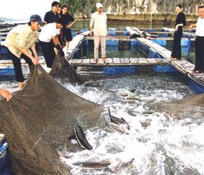 Các lô hàng thủy sản này cũng phải được sản xuất tại cơ sở chế biến đã được công nhận đủ điều kiện.