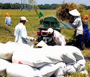 Dự báo lượng gạo xuất khẩu năm 2009 có thể cao hơn so với 2008.