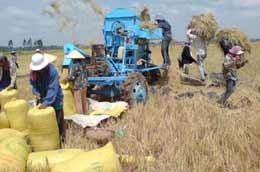 Các tỉnh đồng bằng sông Cửu Long đang thu hoạch rộ lúa hè thu.