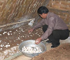 Dự kiến từ tháng 4/2008, nấm sẽ trở thành mặt hàng nông sản thế mạnh của địa phương.