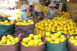 Trái cây Việt Nam thường bán xô, để trong sọt, không gây được thiện cảm với người mua.