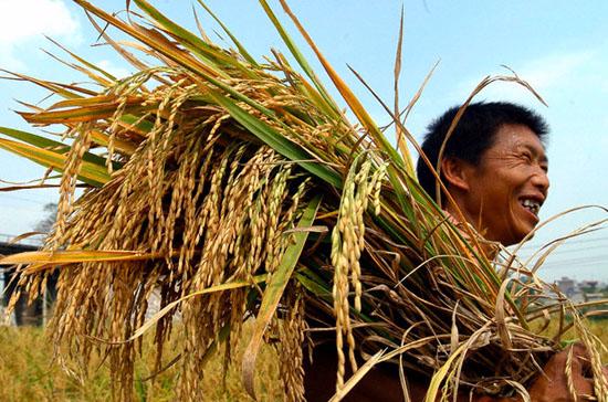 Hiện Philippines là thị trường tiêu thụ gạo lớn nhất của Việt Nam.