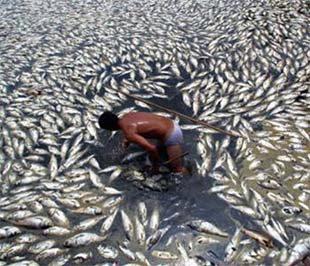Một cảnh tượng thường thấy ở các ao hồ của Trung Quốc hiện nay, cá chết hàng loạt vì nước bị ô nhiễm - Ảnh: Guardian.