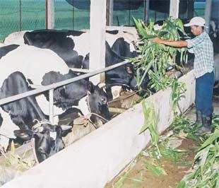 Chăn nuôi bò sữa ở Tây Ninh.