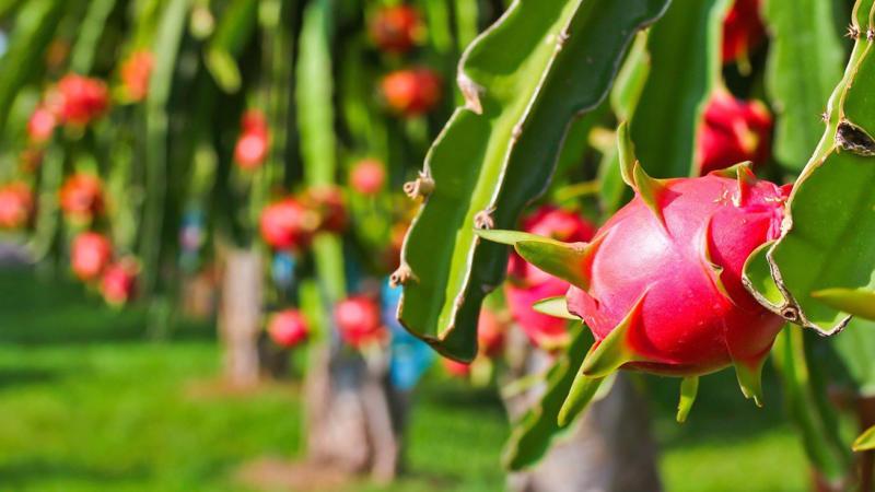 Hội đồng quản trị HAGL Agrico tự đề cử Phó chủ tịch, Phó tổng giám đốc và thành viên Ban kiểm soát Thaco vào ban lãnh đạo công ty mình.