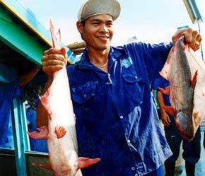 Mô hình liên hợp sản xuất cá sạch của Agifish không nằm ngoài mục đích tổ chức lại sản xuất theo hướng sản xuất hàng hóa lớn - Ảnh: Việt Tuấn.
