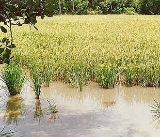 Sản lượng gạo thế giới năm nay cũng tăng lên mức kỷ lục 432 triệu tấn, tăng 5 triệu tấn so với niên vụ 2007/2008.