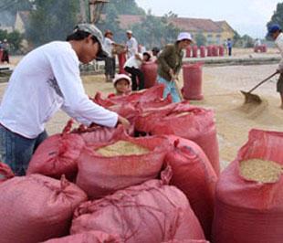 Không chỉ kiến nghị về việc tăng chỉ tiêu xuất khẩu, các địa phương còn đề nghị Chính phủ hỗ trợ các doanh nghiệp để thu mua lúa tạm trữ cho nông dân.
