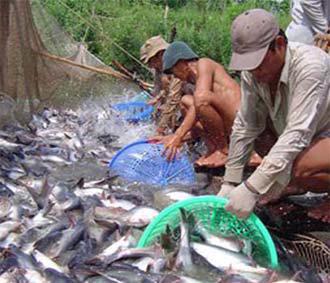 Các doanh nghiệp chế biến thức ăn, thuốc thú y thủy sản..., cũng đang trong tình trạng thiếu vốn, nên không đủ sức hỗ trợ người nuôi cá bằng hình thức "gối đầu" tiền thức ăn.