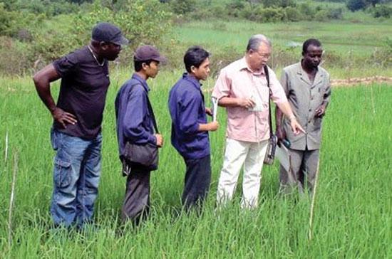 GS. Võ Tòng Xuân cùng hai kỹ sư của VAADCO Việt Nam quan sát lúa thí nghiệm tại Amagunze, Tiểu bang Enugu, Nigeria.