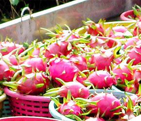 Thanh long là một trong những mặt hàng trái cây xuất khẩu lớn nhất của Việt Nam và cũng dễ thực hiện chương trình GAP.