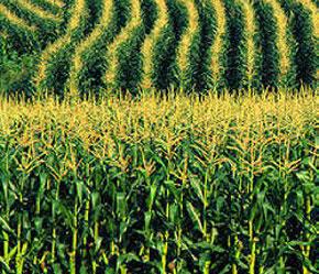 Mỹ và nhiều nước khác đang khuyến khích phát triển các dạng năng lượng sạch thay thế như ethanol chiết xuất từ ngô và việc này khiến nông dân đổ xô vào trồng ngô thay vì các loại cây lương thực khác.