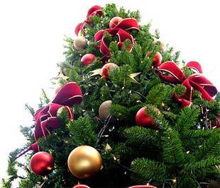 Năm ngoái, có khoảng 31 triệu cây thông được bán ra ở Mỹ trong dịp Giáng sinh, với tổng trị giá là 1,3 tỷ USD.