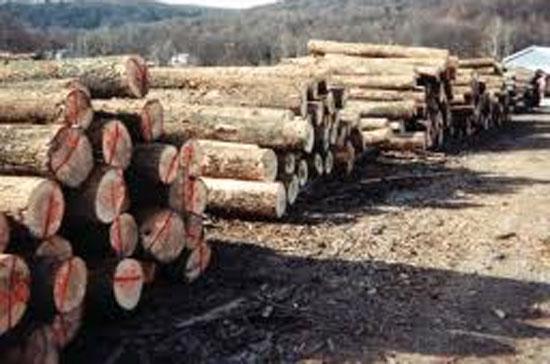 Hiện có tình trạng Trung Quốc thu gom mạnh một số loại như gỗ cao su, chàm từ Việt Nam.