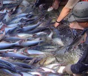 Với mức giá cá mới hiện nay, nhiều bà con nông dân vẫn còn lỗ nên chưa sẵn sàng cho vụ cá mới.