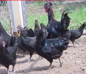 Với giá thành chăn nuôi gà Hmông 30.000 đồng/kg, chăn nuôi gà Hmông đang là hướng kinh tế lợi nhuận cao đối với bà con nông dân.