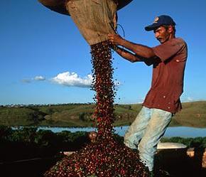 Thu hoạch cà phê tại Brazil.