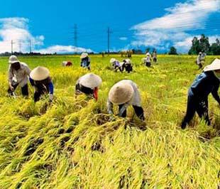 "Hàn Quốc chỉ với 2,7 triệu ha đất nông nghiệp họ đã làm nên kỳ tích, Việt Nam có đến 9,4 triệu ha mà giá trị sản xuất nông nghiệp của chúng ta không bằng họ".