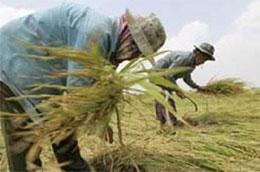 Gạo Thái Lan đang mất dần sức hấp dẫn trong khu vực - Ảnh: AFP.