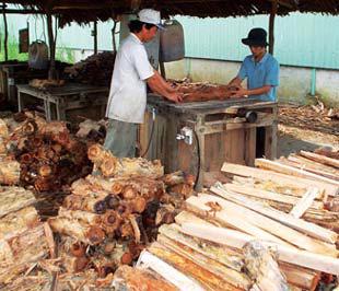 Hiện Việt Nam đã vượt qua Indonesia và Thái Lan để trở thành nước xuất khẩu sản phẩm gỗ lớn thứ 2 trong ASEAN, sau Malaysia, và thứ 4 toàn cầu.