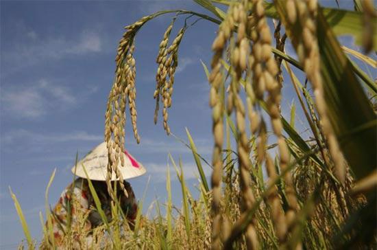 Trên thế giới hiện có ba dòng sản phẩm bảo hiểm trong nông nghiệp - Ảnh: Reuters. 
