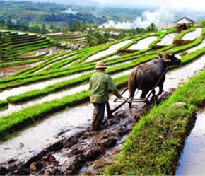 Nền sản xuất nông nghiệp của Việt Nam vẫn là nền sản xuất nhỏ, phân tán, năng suất và chất lượng thấp - Ảnh: MOFAHCM.