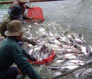 Nếu định nghĩa mới về catfish của Bộ Nông nghiệp Mỹ được thông qua, không chỉ doanh nghiệp xuất khẩu mà cả người nuôi cá tra, basa của Việt Nam sẽ phải đối mặt với không ít khó khăn.