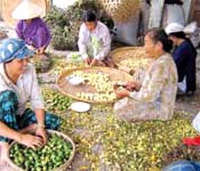 Dân buôn cau ở Quảng Nam chuyển sang làm cau chẻ, cau hạt... để bán ở Hà Nội, Tp.HCM.