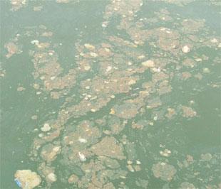 Mặt nước sông Thị Vải ô nhiễm nặng.