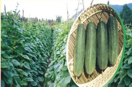 Sản phẩm của Công ty Cổ phần Giống cây trồng Miền Nam (SSC).