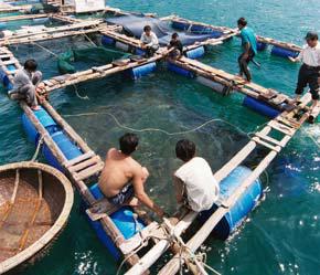 Một cơ sở nuôi trồng thủy sản tại ĐBSCL. Thủy sản Việt Nam từng là bị đơn trong các vụ kiện chống bán phá tại Mỹ - Ảnh: Việt Tuấn.