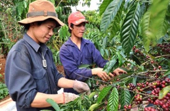  Theo dự kiến, hoạt động thu hoạch quả cà phê tươi sẽ tăng tốc trong tháng, nhưng sản lượng của niên vụ vừa bắt đầu có thể giảm 10% so với mức kỷ lục 1,6 triệu tấn đạt được vào niên vụ trước.