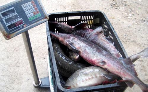 Việc chống nhập lậu và tiêu thụ cá tầm không rõ nguồn gốc được cho 
là trong tầm tay của các cơ quan quản lý, theo ý kiến của đại diện các 
nhà sản xuất và phân phối cá tầm nuôi ở Việt Nam.