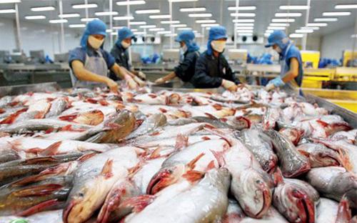 Từ 1/9/2017, xuất khẩu cá tra vào thị trường Mỹ sẽ chịu sự giám sát nghiêm ngặt của Bộ Nông nghiệp Mỹ (USDA).