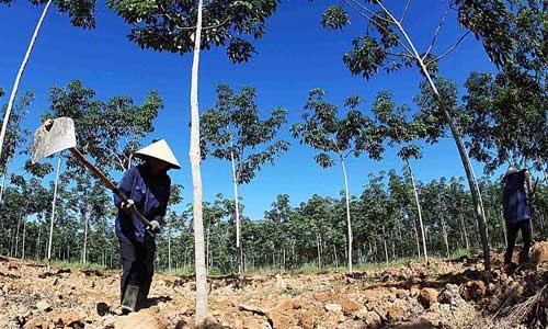 Các dự án đầu tư của doanh nghiệp Việt vào lĩnh vực nông - lâm nghiệp tại Lào và Campuchia chủ yếu là trồng cây cao su. 