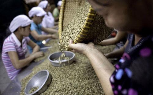 Hai thị trường tiêu thụ cà phê lớn nhất của Việt Nam là Hoa Kỳ chiếm 
12,03% và Đức chiếm 11,77% thị phần đều tăng trưởng khá cả về lượng và 
giá trị.