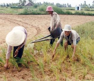 Chuyện “lương hưu” cho nông dân, nhiều nơi như Quỳnh Lưu, Nghệ An đã bàn, đã nghĩ đến nhưng thất bại. Có lẽ Dị Sử là xã duy nhất trong cả nước nông dân có “lương hưu” - Ảnh minh họa.