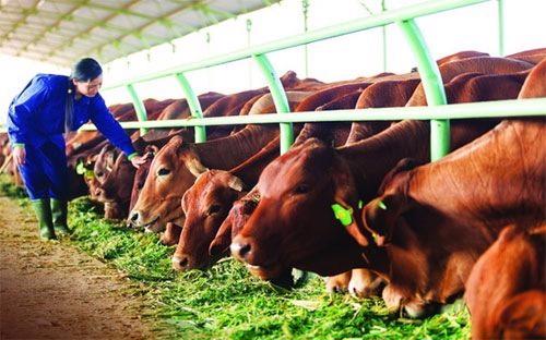 Hoàng Anh Gia Lai cho biết đang có 7.500 con bò sữa và 130.000 bò thịt 
và là ngành đóng góp chính vào nguồn thu của tập đoàn.