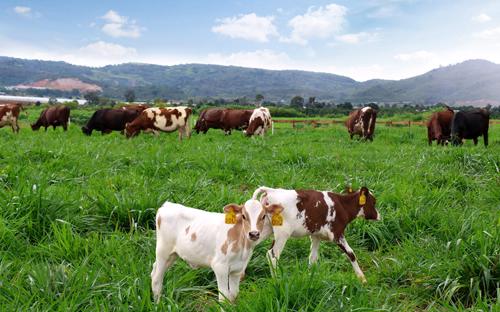 Trang trại bò sữa Organic chuẩn Châu Âu đầu tiên tại Việt Nam của Vinamilk sắp khánh thành, đàn bò organic nuôi tại đây được Vinamilk nhập từ Úc là những giống bò tự nhiên, khỏe mạnh và có sức miễn dịch tốt để thích nghi với khí hậu tại đây.