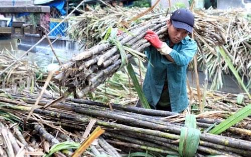 Hiệp hội Mía đường Việt Nam (VSSA) dự kiến, niên vụ mía đường 2013-2014, cả nước sẽ sản xuất được 1,6 triệu tấn đường.