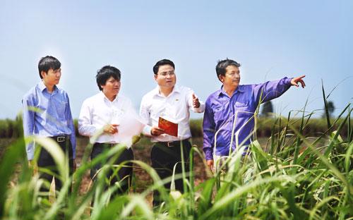 Ông Nguyễn Thanh Ngữ, Tổng giám đốc TTCS kiểm tra công việc trên đồng mía.<br>